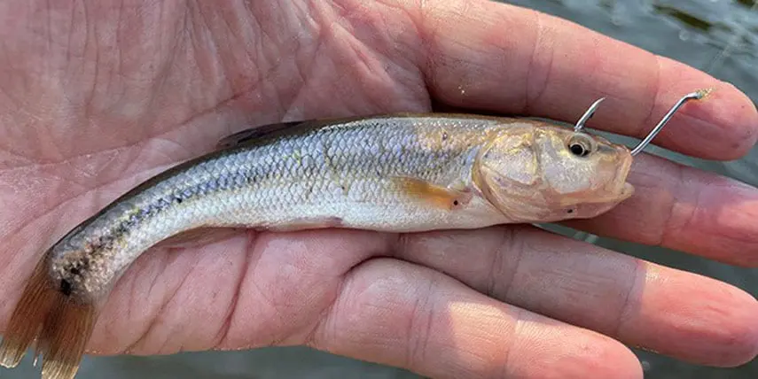 Creek chub fishing