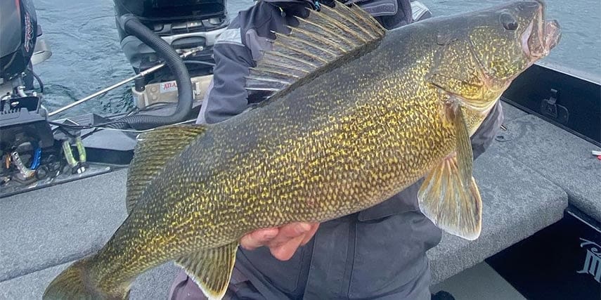Jason Przekurat holding a massive walleye