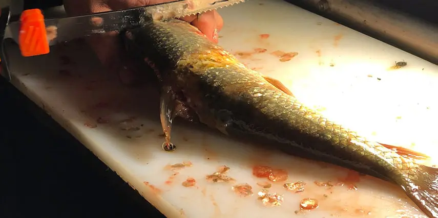 Cutting a Suckerfish properly