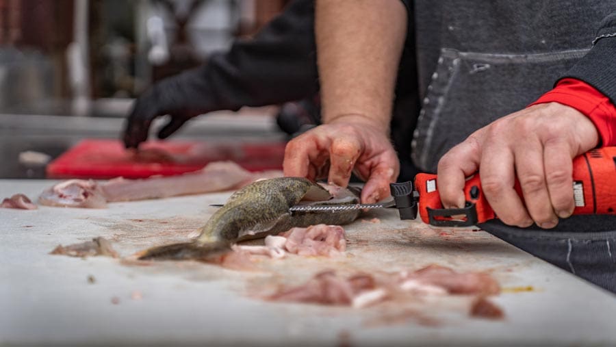 bang bang walleye recipe