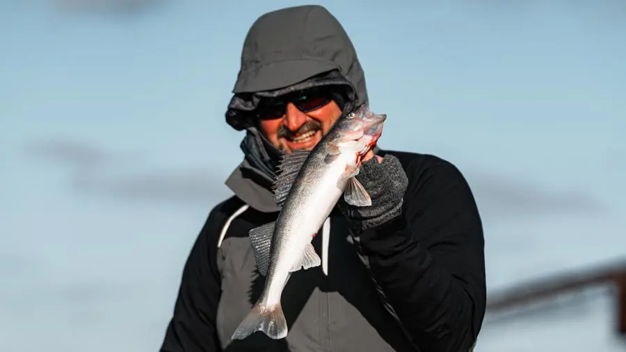 Bang Bang Walleye