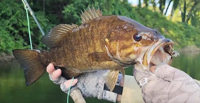 Late Summer River Smallies
