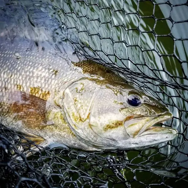 Late Summer River Smallies