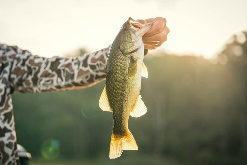 Tap Winter Reservoir Bass Now