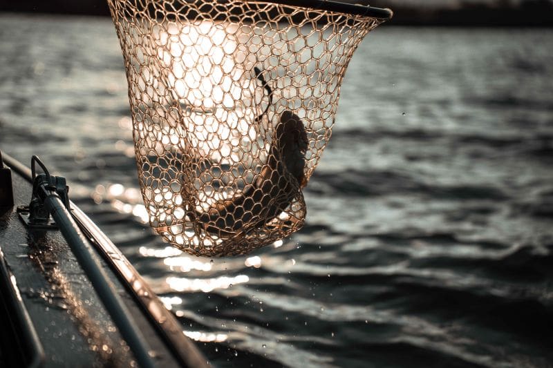 Midwinter River Walleyes