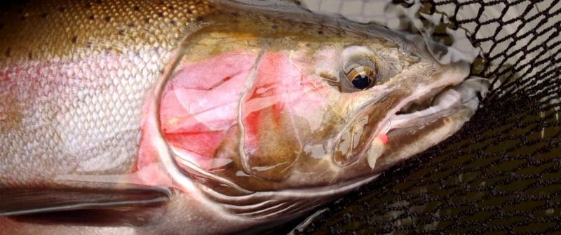 Are You Fishing The Wrong Fish?