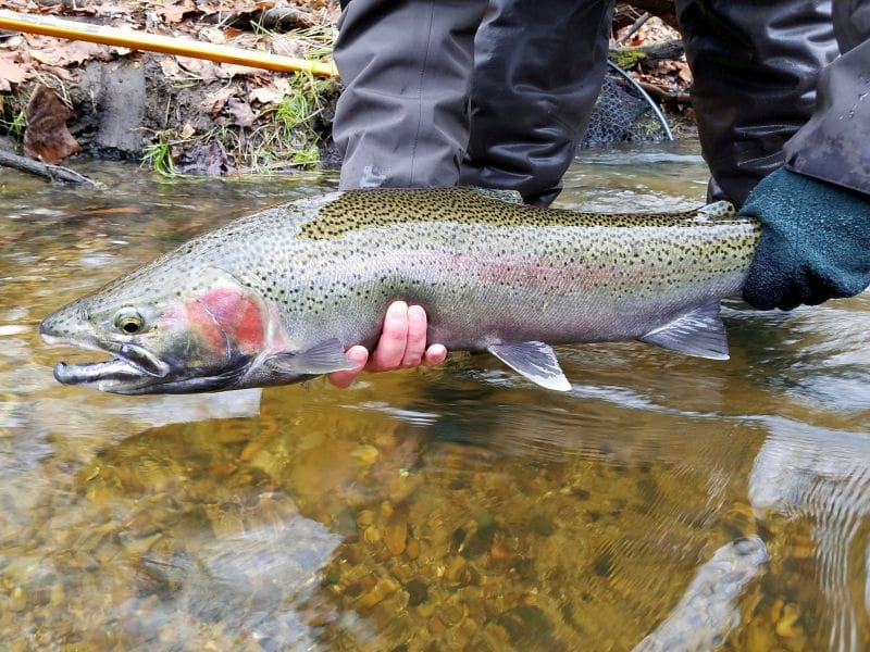 Are You Fishing The Wrong Fish?